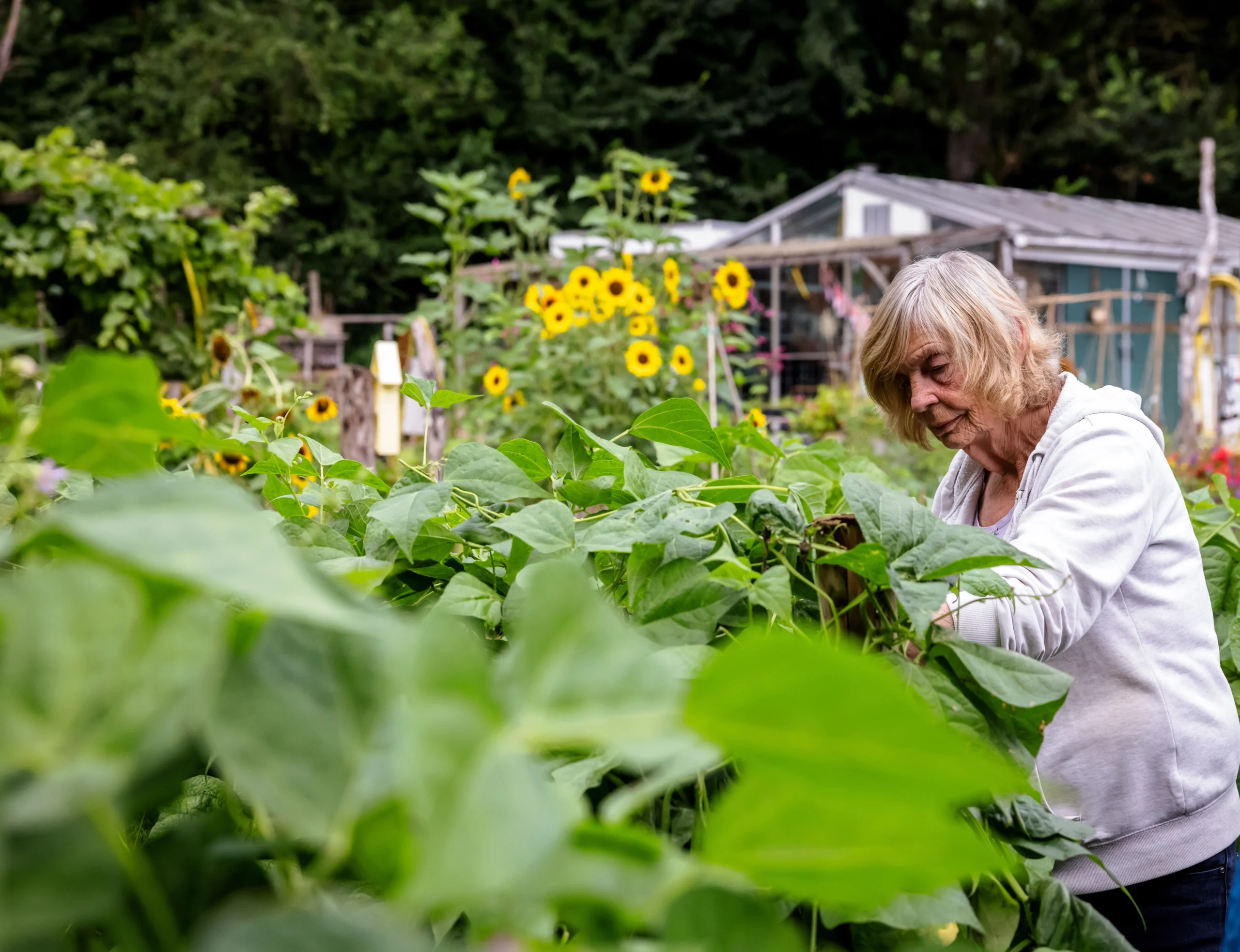 cliënt met het syndroom van korsakov in de moestuin bij topaz overduin
